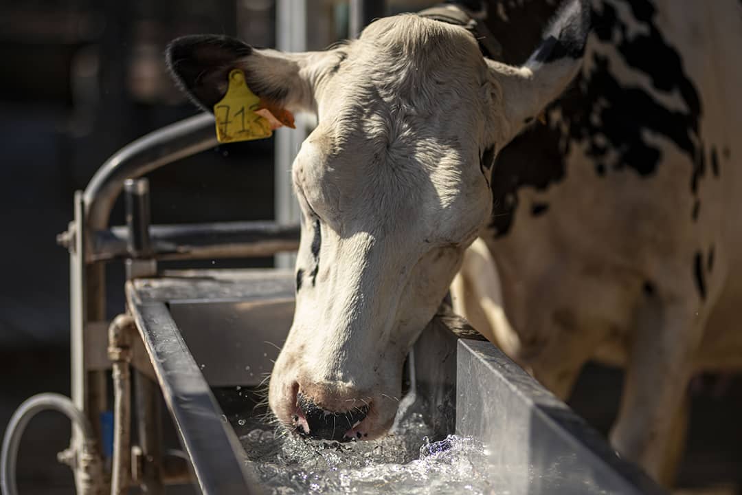 A dairy cow drinking fresh water from a metal trough in a farm.